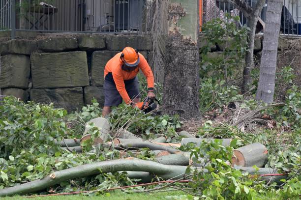 How Our Tree Care Process Works  in  Gloucester, MA