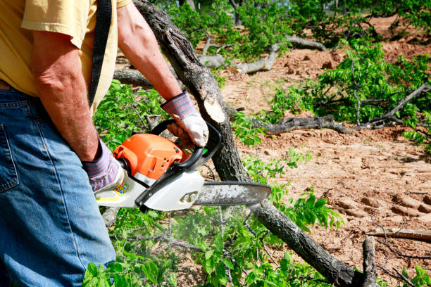 Reliable Gloucester, MA Tree Removal Solutions